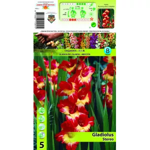 Gladiola Stereo