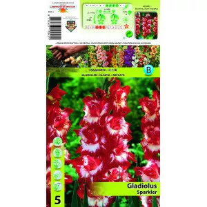 Gladiola Sparkler