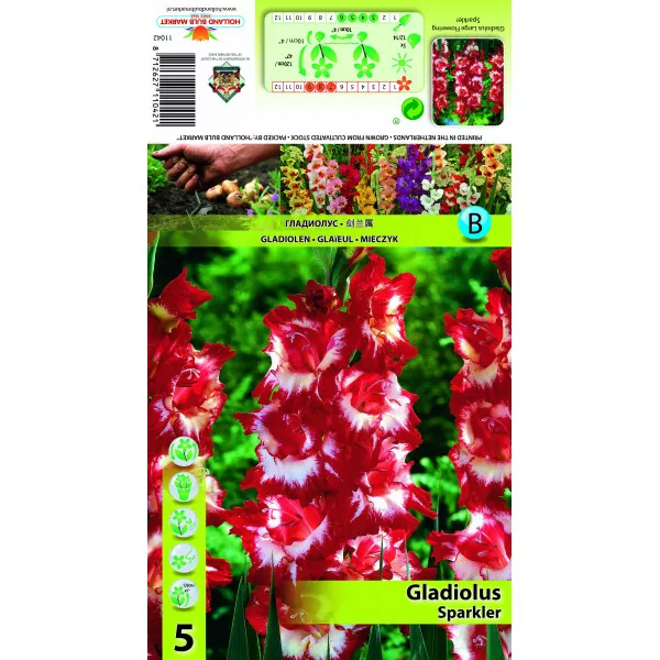 Gladiola Sparkler