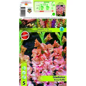 Resasta gladiola Kissy Ruffle