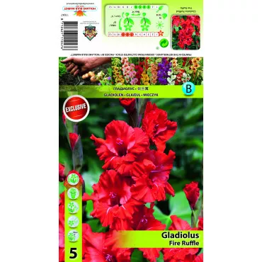 Resasta gladiola Fire Ruffle