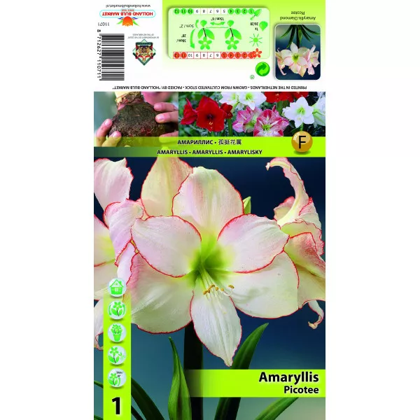 Amarilis Picotee