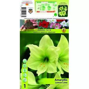 Amarilis Lemon Lime