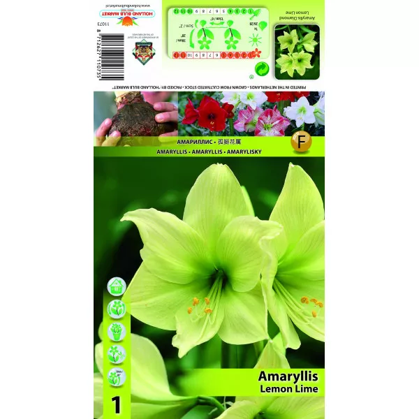 Amarilis Lemon Lime