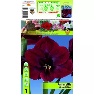 Amarilis Grand Diva
