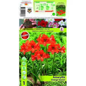 Amarilis Orange Queen