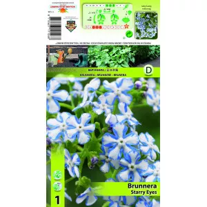 Brunnera Starry Eyes