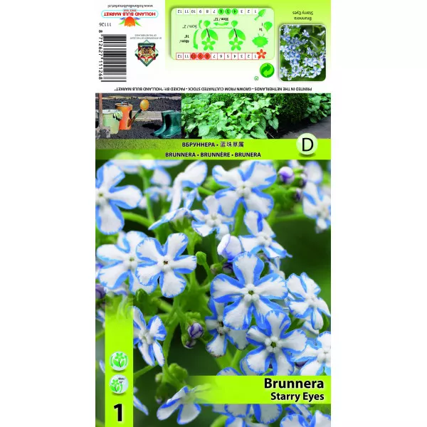 Brunnera Starry Eyes