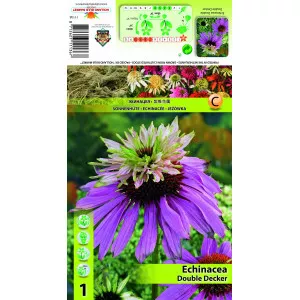 Dvostruka echinacea Double Decker