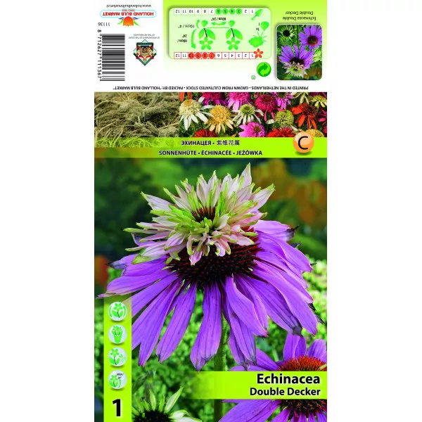 Dvostruka echinacea Double Decker