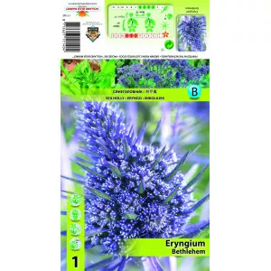 Eryngium Bethlehem