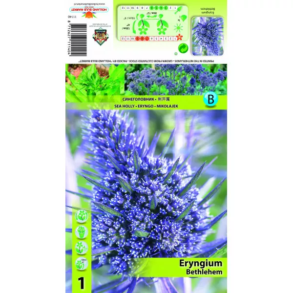 Eryngium Bethlehem