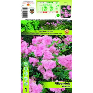 Filipendula Venusta
