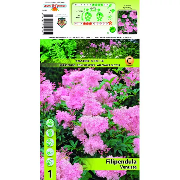 Filipendula Venusta