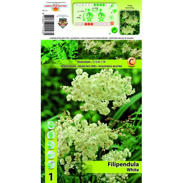 Filipendula bijela
