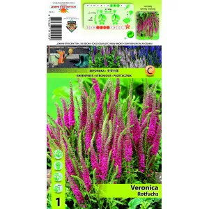 Veronica Rotfuchs
