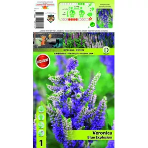 Veronica Blue Explosion