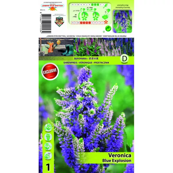 Veronica Blue Explosion