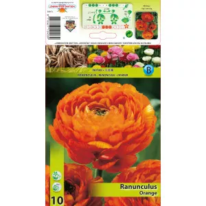 Ranunkula narančasta