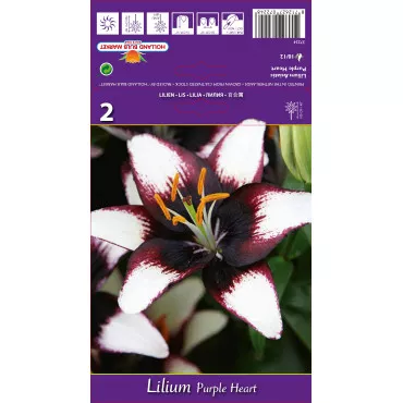 Azijski ljiljan Purple Heart