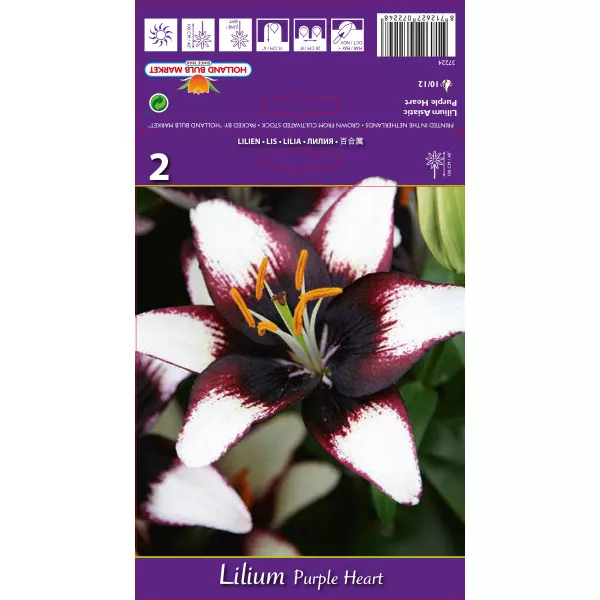 Azijski ljiljan Purple Heart