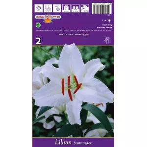 Orijentalni ljiljan Santander