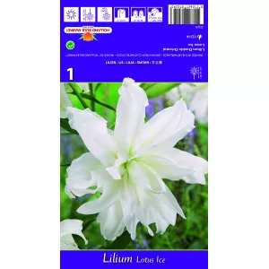Dvostruki orijentalni ljiljan Lotus Ice