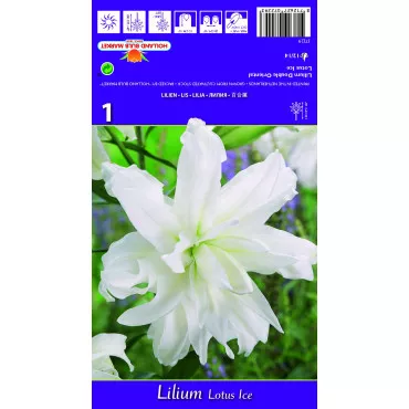 Dvostruki orijentalni ljiljan Lotus Ice