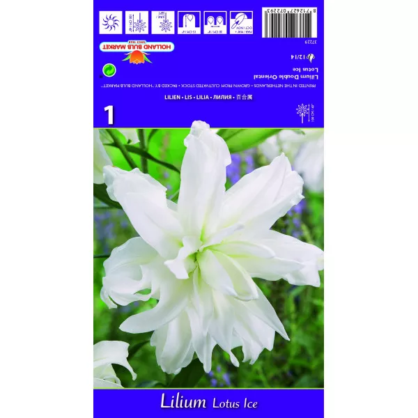 Dvostruki orijentalni ljiljan Lotus Ice