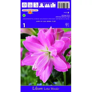 Dvostruki orijentalni ljiljan Lotus Wonder