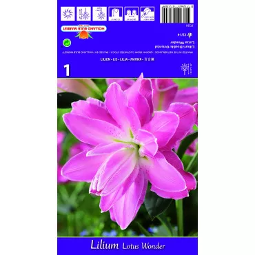 Dvostruki orijentalni ljiljan Lotus Wonder