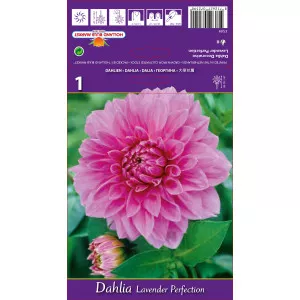 Dalija dekorativna Lavender Perfection