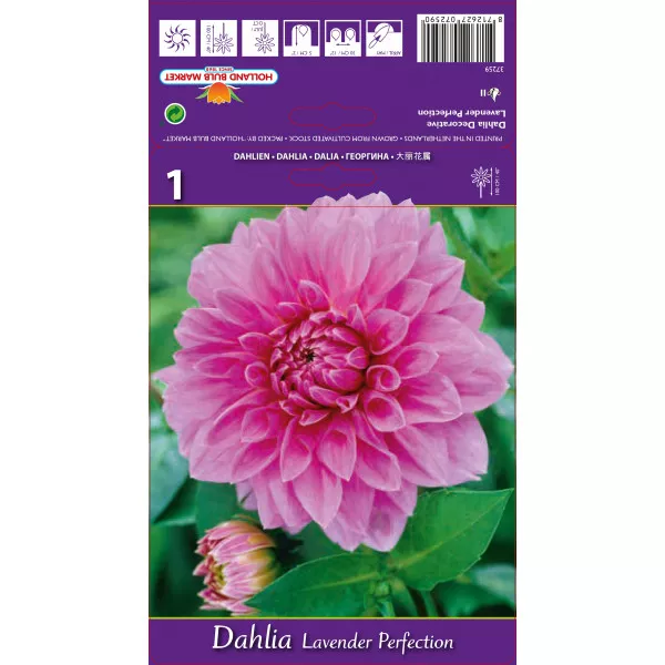 Dalija dekorativna Lavender Perfection
