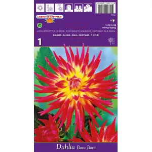 Kaktus dalija Bora Bora