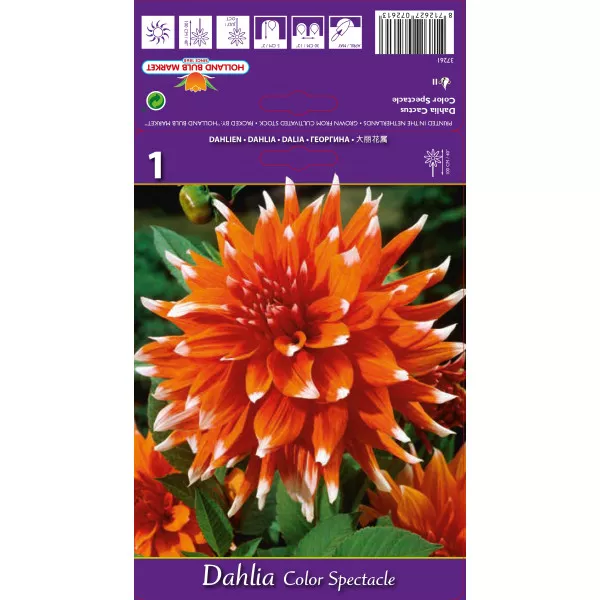 Kaktus dalija Colour Spectacle