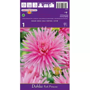 Kaktus dalija Park Princess