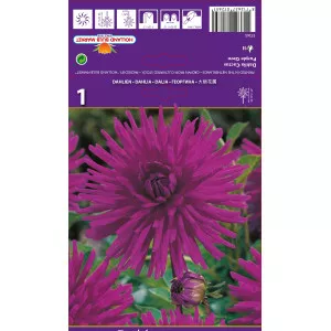 Kaktus dalija Purple Gem