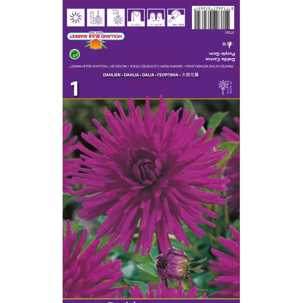 Kaktus dalija Purple Gem