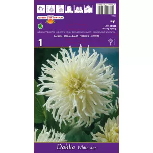 Kaktus dalija White Star