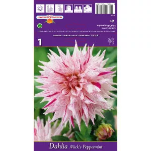 Kaktus dalija Mick's Peppermint