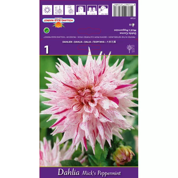 Kaktus dalija Mick's Peppermint