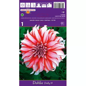 Dekorativna dalija Dolly H
