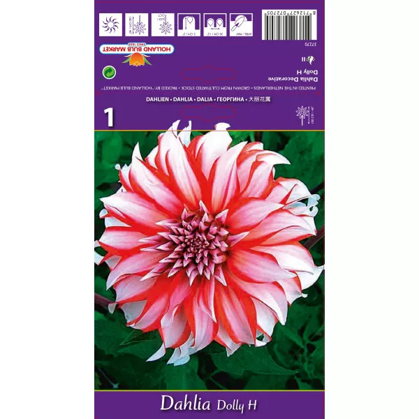 Dekorativna dalija Dolly H