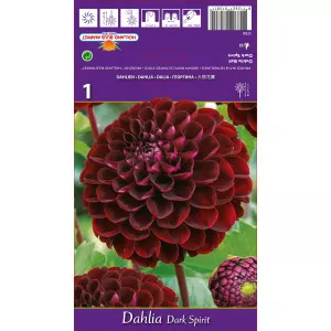 Kuglasta dalija Dark Spirit