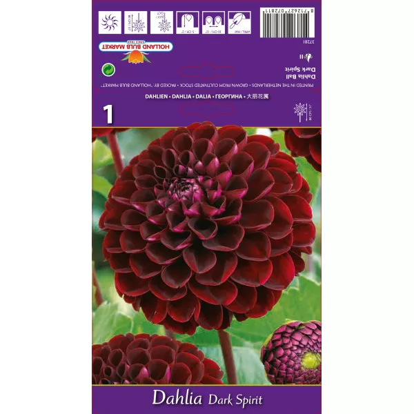 Kuglasta dalija Dark Spirit