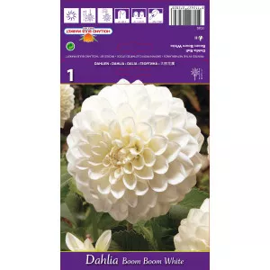 Kuglasta dalija Boom Boom White