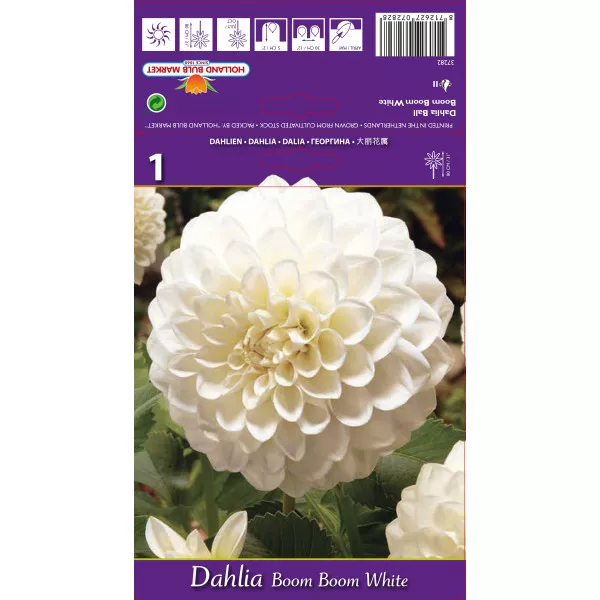 Kuglasta dalija Boom Boom White