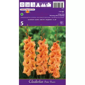 Gladiole Peter Pears lukovice