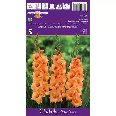 Gladiole Peter Pears lukovice
