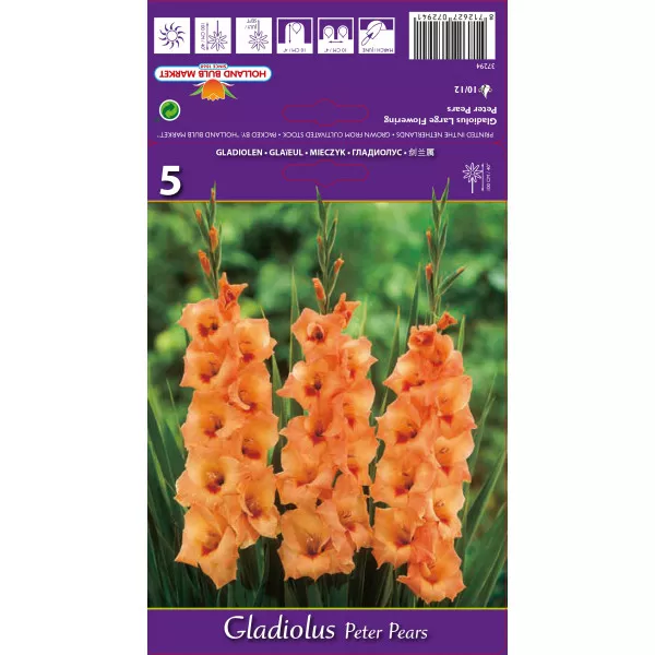 Gladiole Peter Pears lukovice